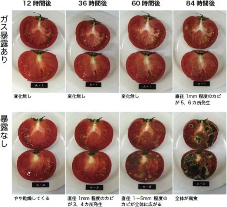 トマトの腐敗防止実験